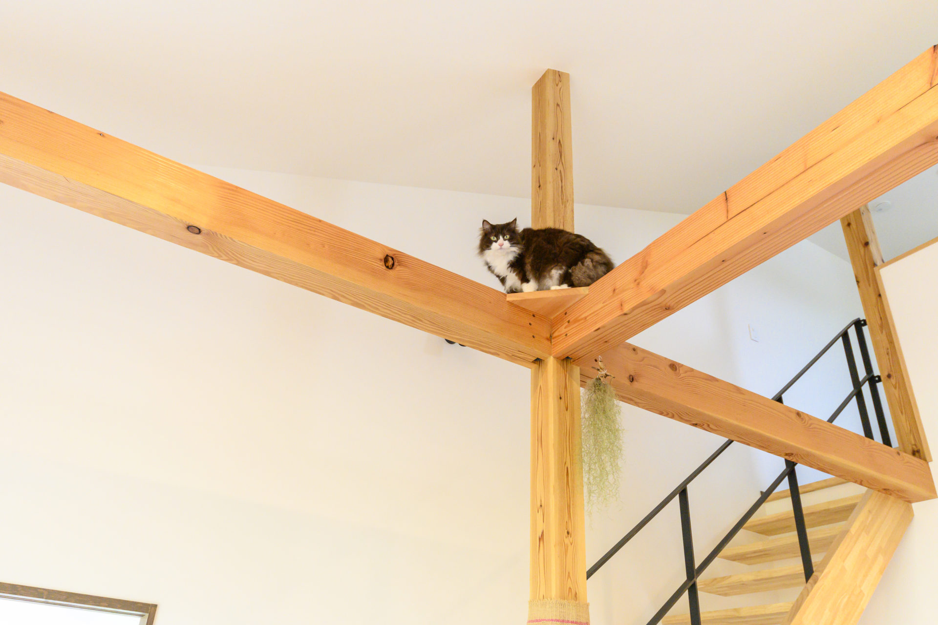 自然あふれる豊かな土地で猫と暮らす平屋の注文住宅の写真