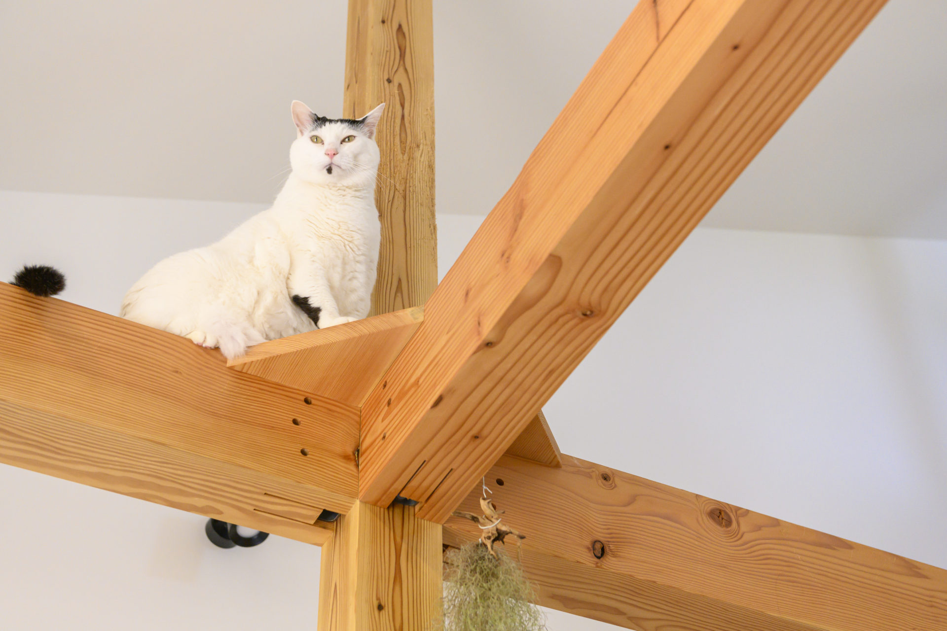 自然あふれる豊かな土地で猫と暮らす平屋の注文住宅の写真