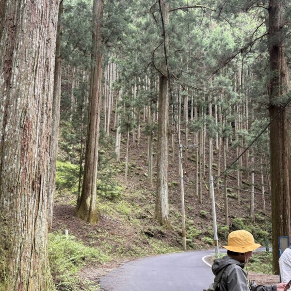 奈良県川上村に行ってきました②　吉野杉の森