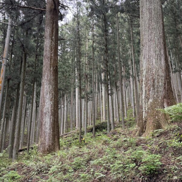 「吉野杉」のふるさと　奈良県川上村に行ってきました①