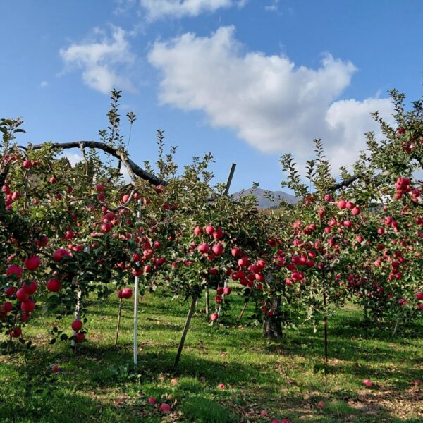 いいづなの秋、褒めていただきました